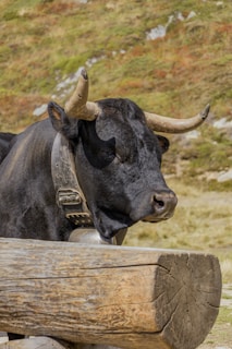 A black bull with large, curved horns stands behind a wooden log. The bull is wearing a wide collar with buckles. The background consists of a grassy, rocky hillside with patches of green and brown.