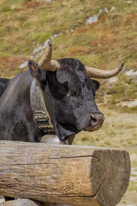 A black bull with large, curved horns stands behind a wooden log. The bull is wearing a wide collar with buckles. The background consists of a grassy, rocky hillside with patches of green and brown.