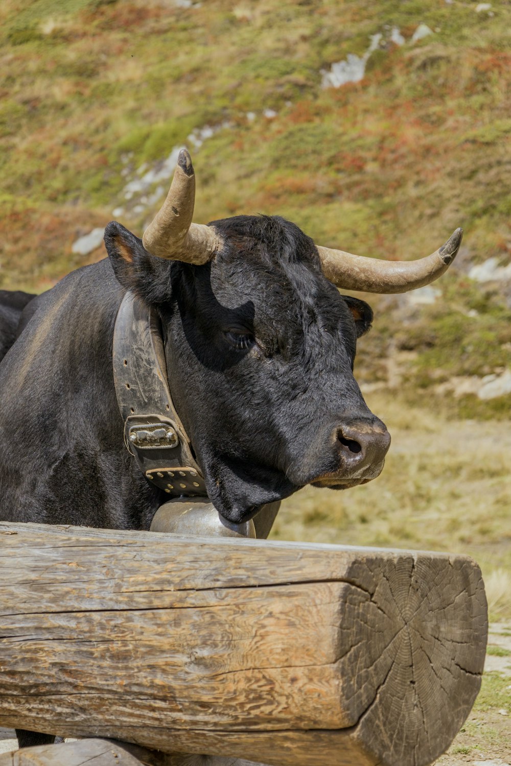 Ein schwarzer Stier mit großen Hörnern, der neben einem Baumstamm steht