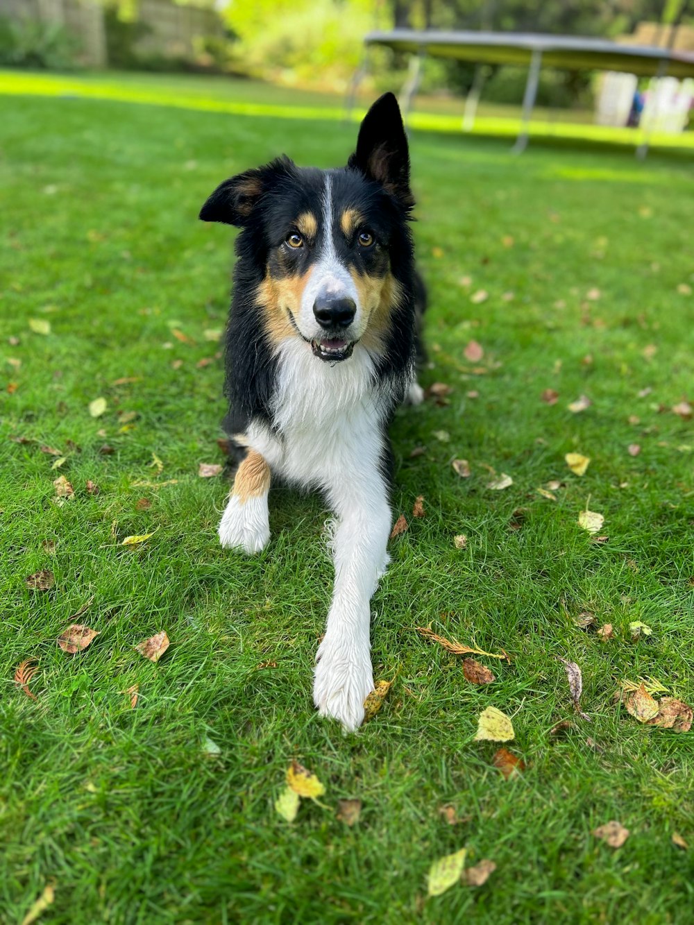 a black and white dog is sitting in the grass