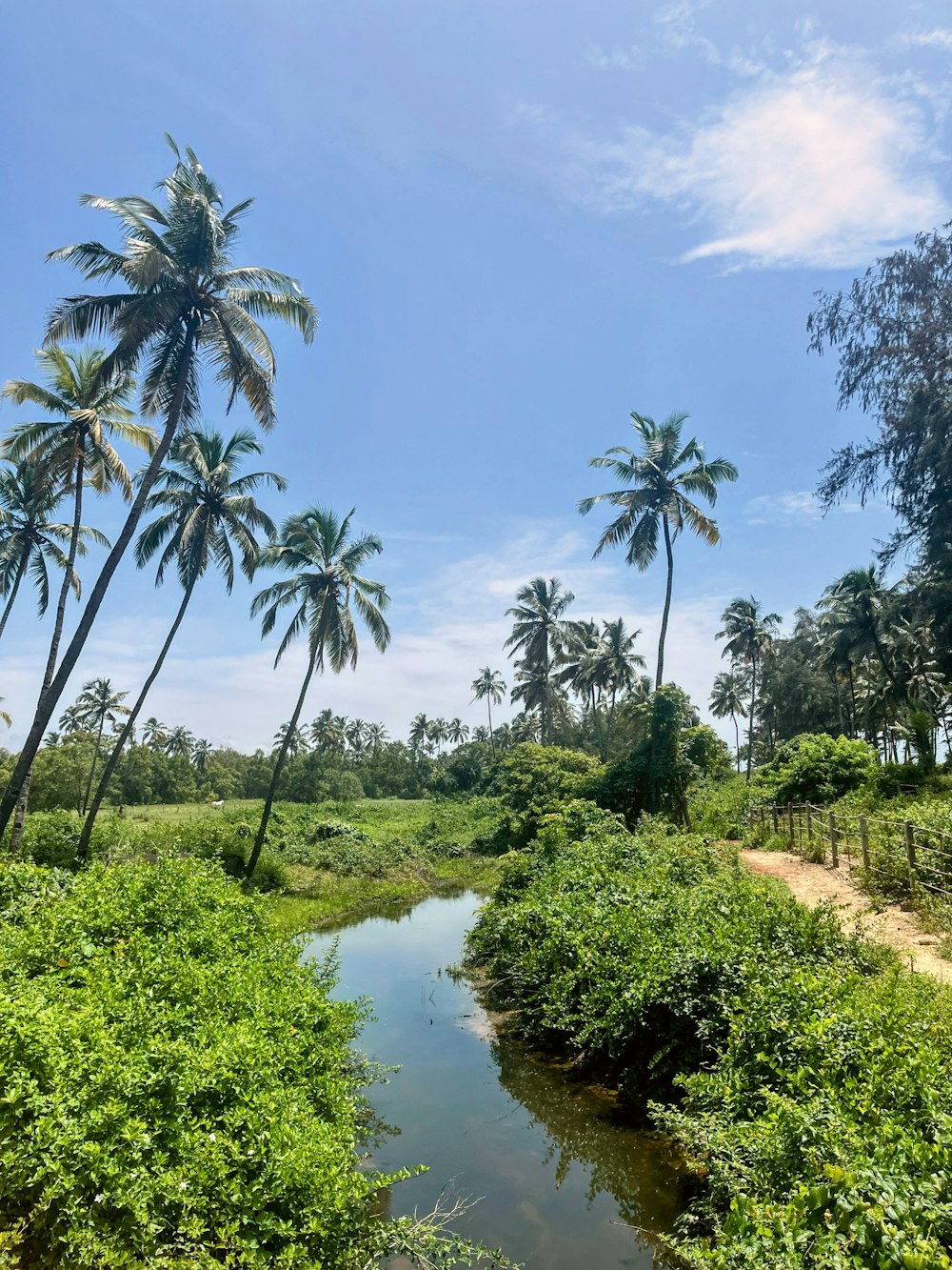 a river running through a lush green forest