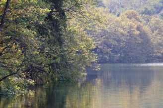 A tranquil outdoor scene with bright green trees and sunlight filtering through leaves.