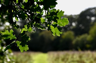 Close-up of wild oak leaves with sunlight filtering through.