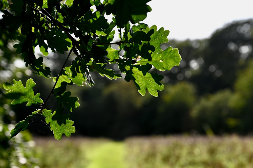 a green leafy tree in the middle of a field