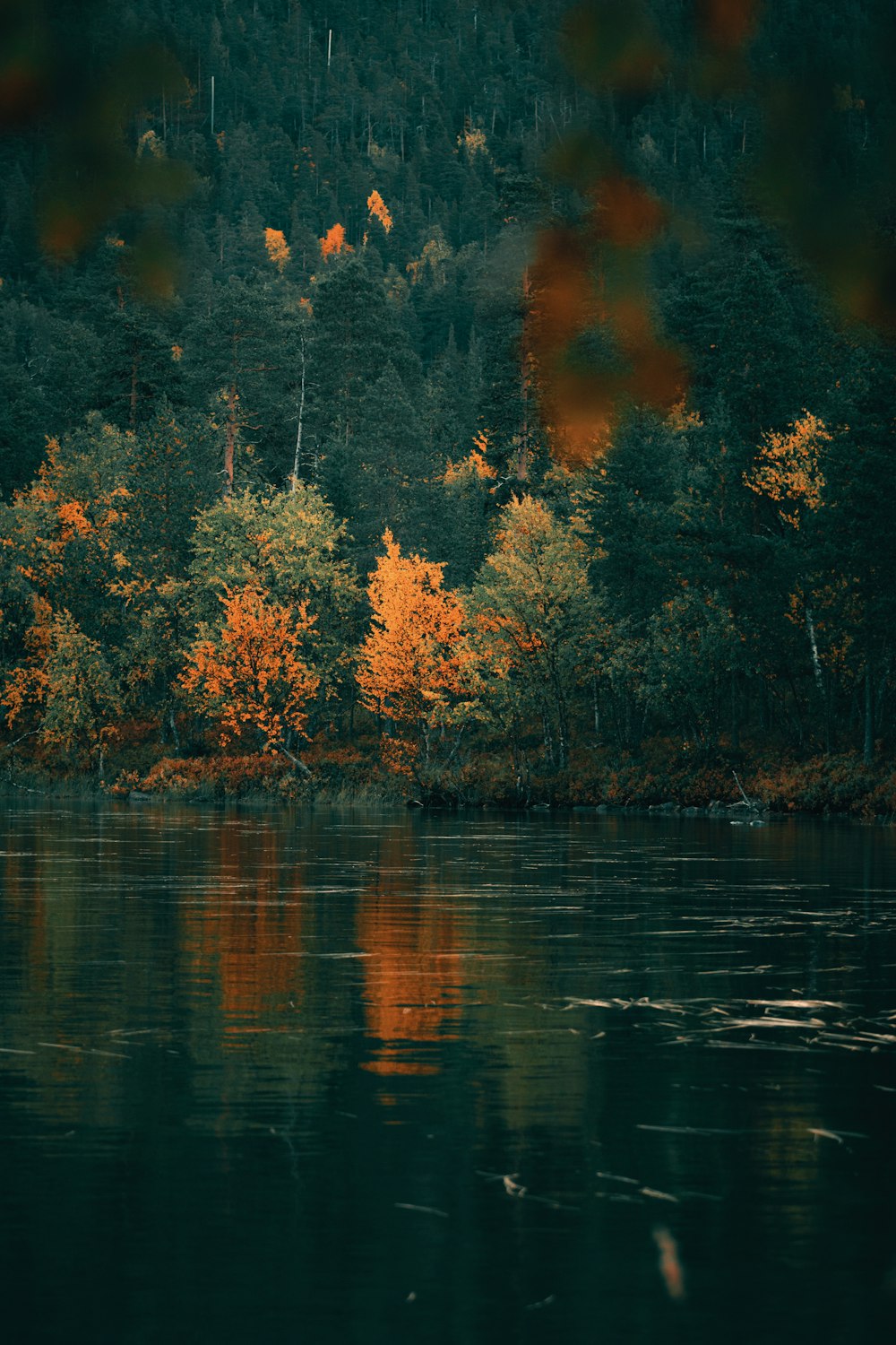 a body of water surrounded by trees with orange leaves