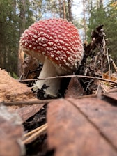 A red and white speckled mushroom grows on the forest floor surrounded by fallen brown leaves and twigs. The background features towering green pine trees under a blue sky.