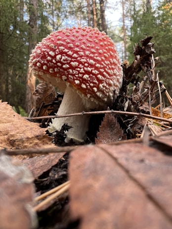 A red and white speckled mushroom grows on the forest floor surrounded by fallen brown leaves and twigs. The background features towering green pine trees under a blue sky.