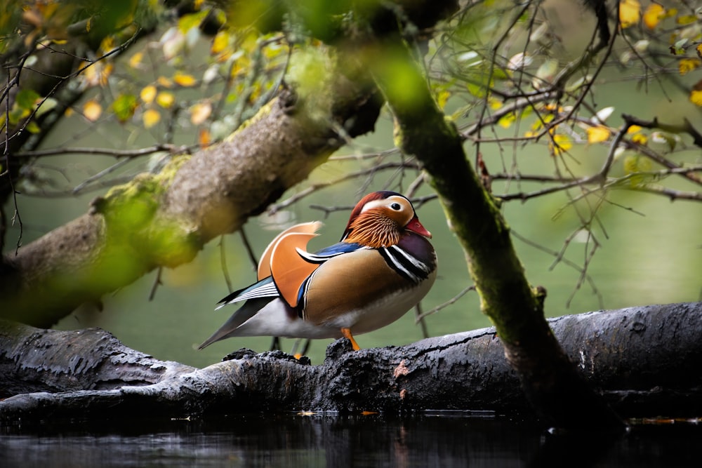 a bird perched on a tree branch next to a body of water