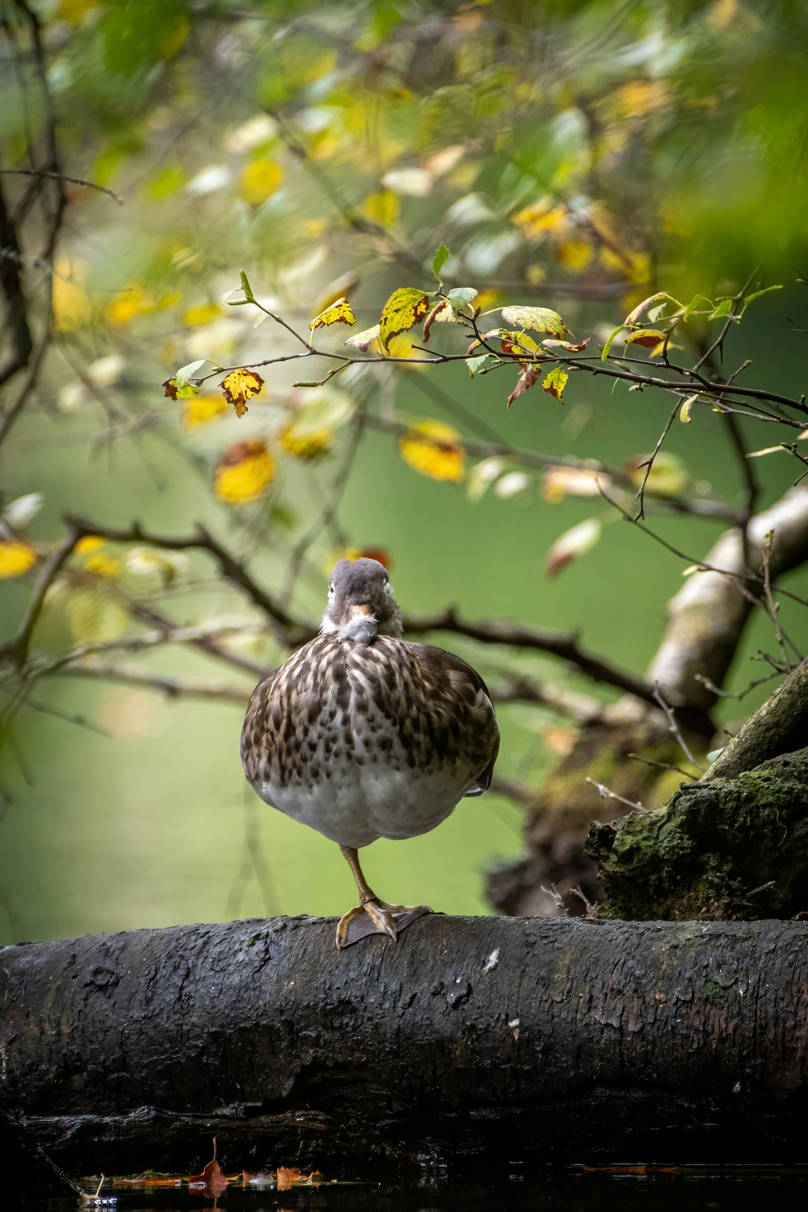 Un piccolo uccello appollaiato su un ramo d'albero