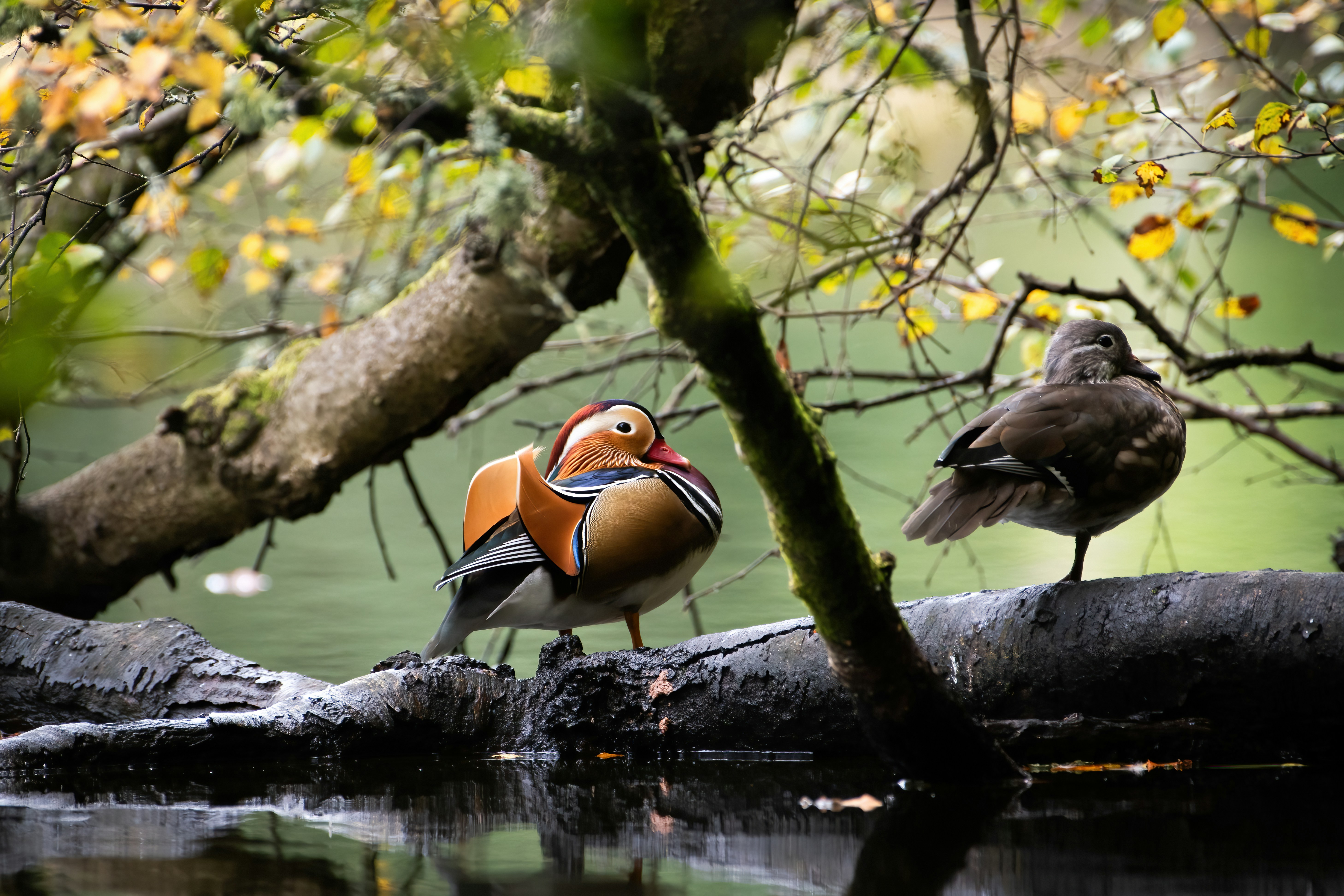 a couple of birds standing on top of a tree branch