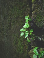 A small plant with vibrant green leaves grows out of a crack on a dark, mossy surface, suggesting resilience and natural beauty.