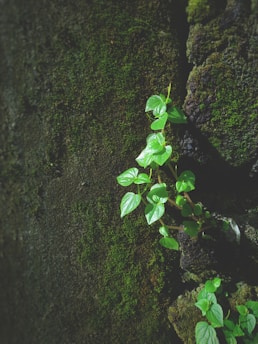 A small plant with vibrant green leaves grows out of a crack on a dark, mossy surface, suggesting resilience and natural beauty.