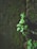 A small plant with vibrant green leaves grows out of a crack on a dark, mossy surface, suggesting resilience and natural beauty.