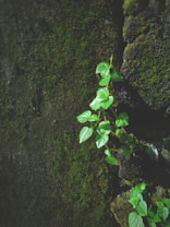 A small plant with vibrant green leaves grows out of a crack on a dark, mossy surface, suggesting resilience and natural beauty.