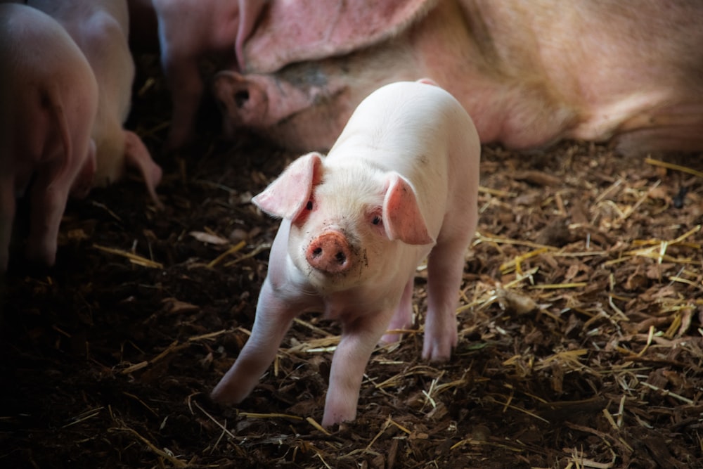 a small pig standing on top of a pile of hay