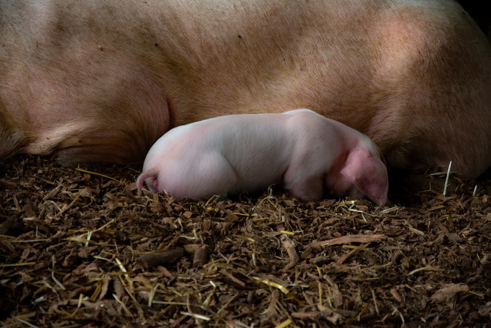 a small pig laying on top of a pile of wood chips