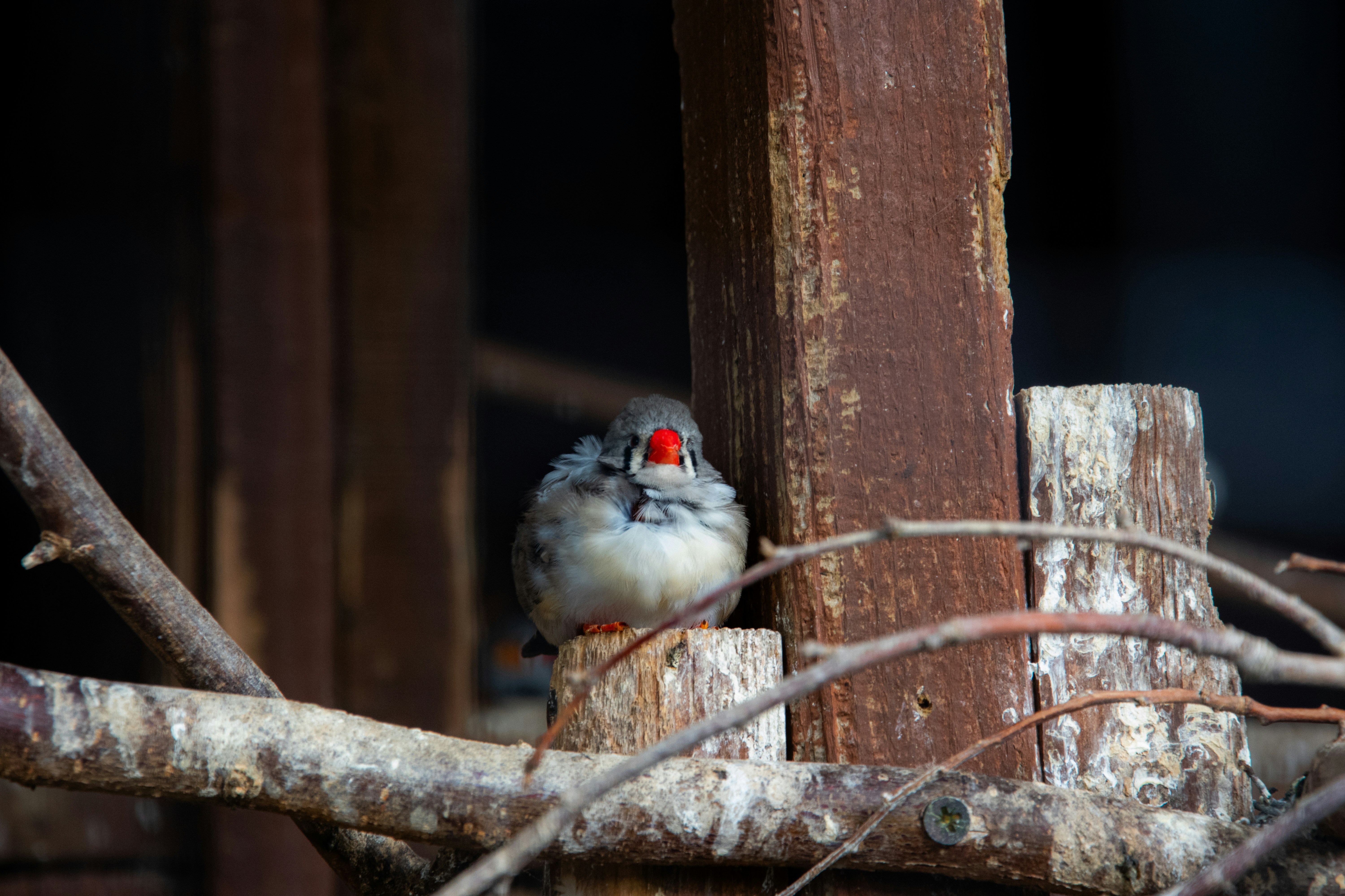 Photo by thechickennugget