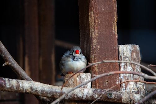 A small bird with gray and white feathers and a distinctive red beak is perched on a rough, textured wooden post. It appears to be resting amidst a structure that includes multiple intersecting branches and wooden beams, creating a rustic and natural setting.