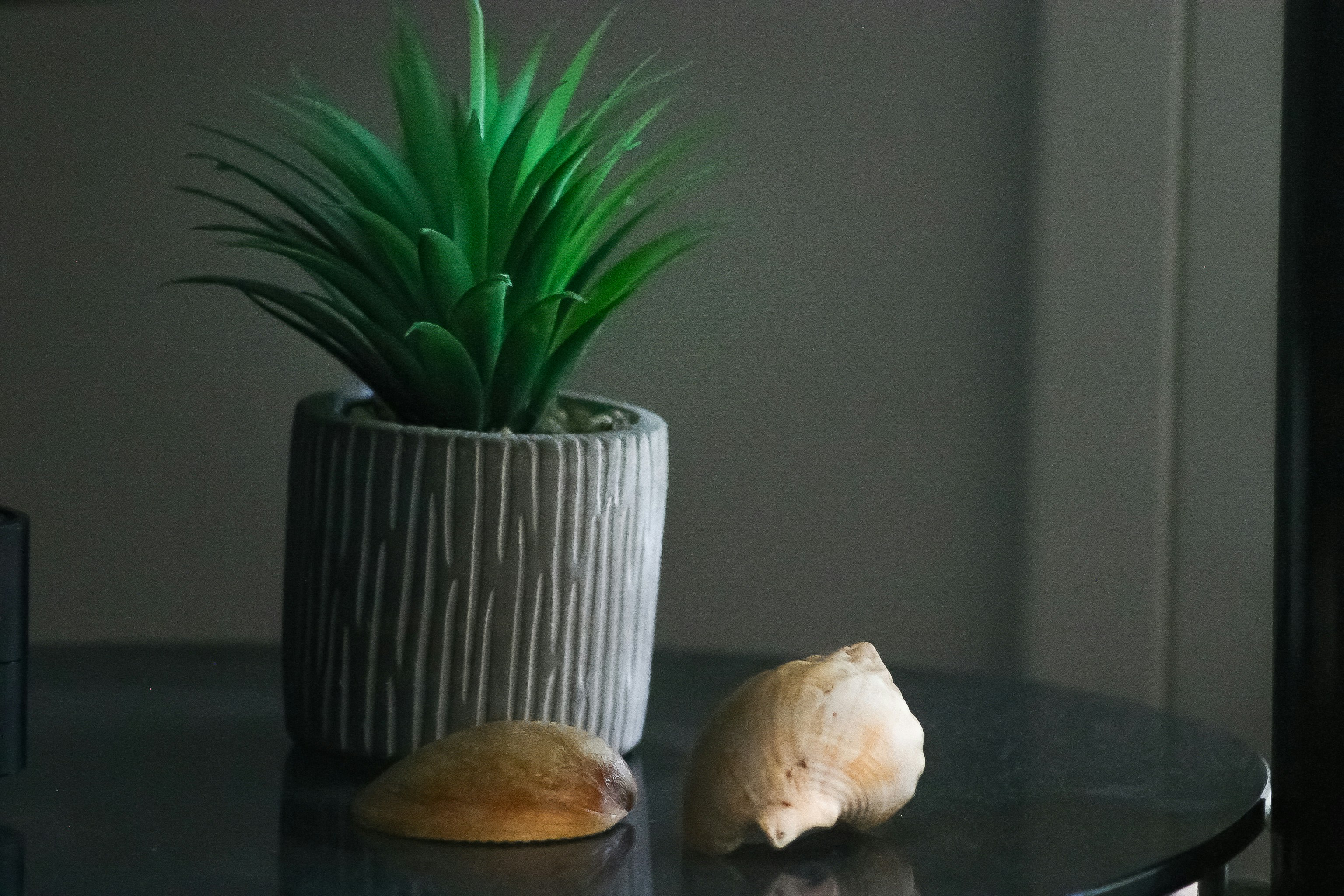 a potted plant sitting on top of a table