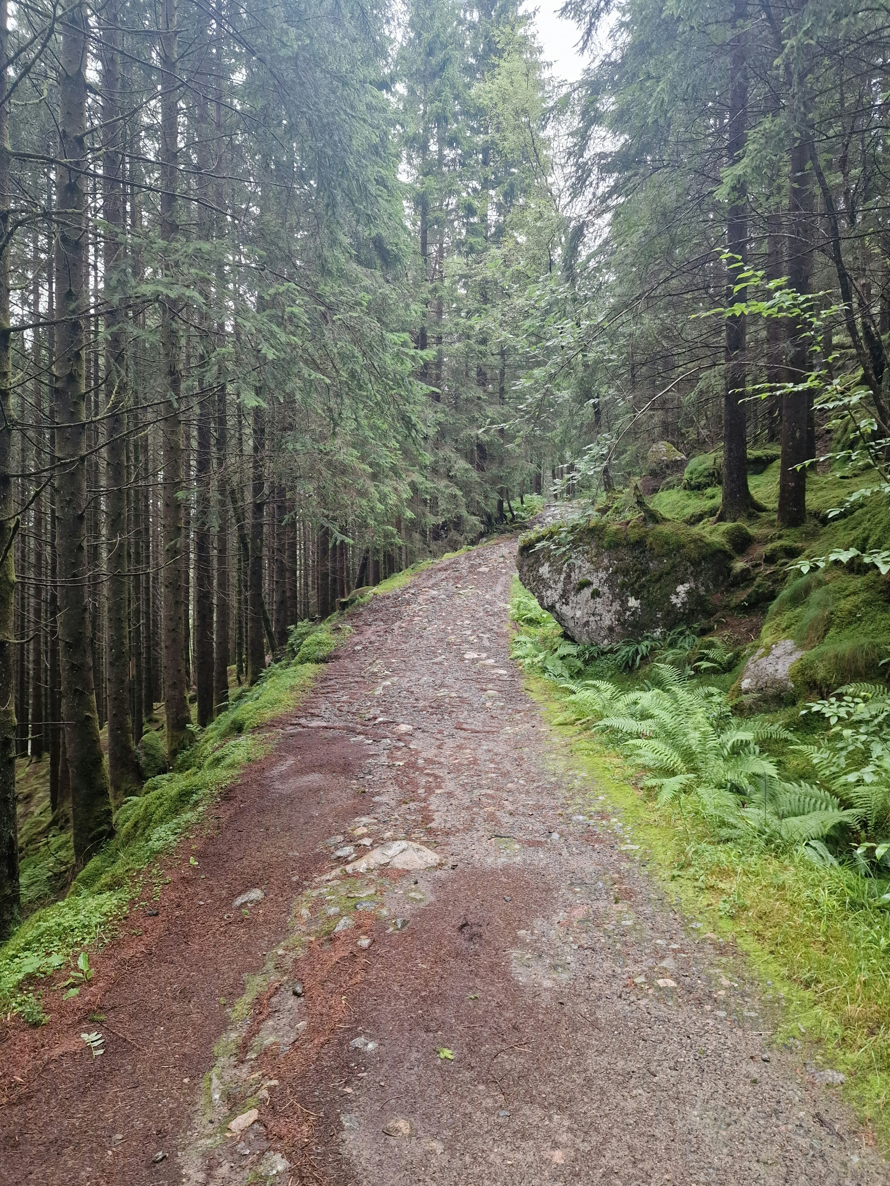 a dirt road in the middle of a forest