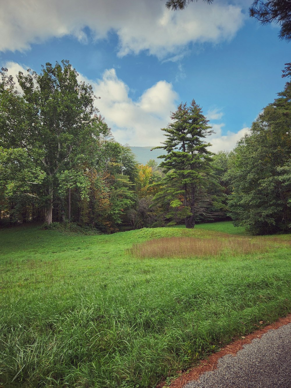 a lush green field with trees in the background