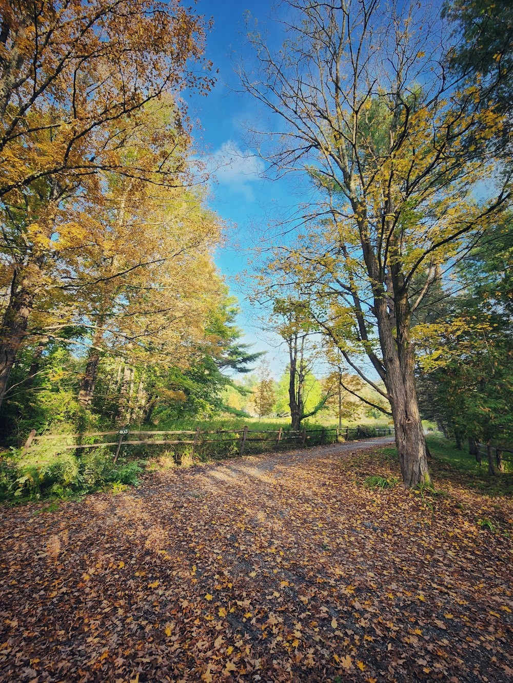 a dirt road surrounded by trees and leaves