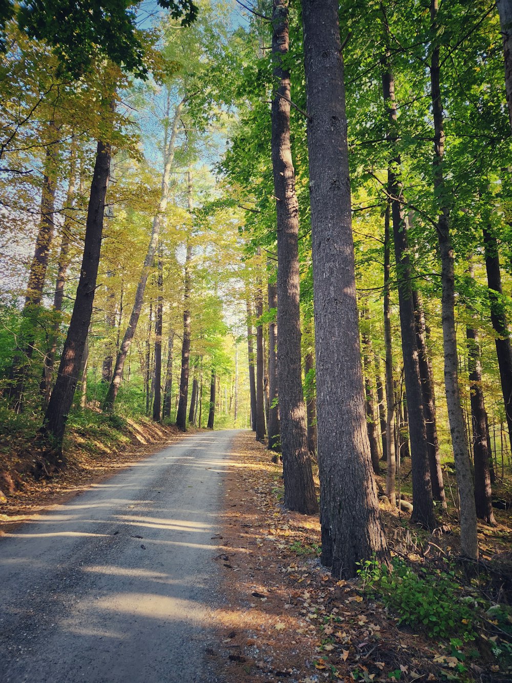 a road in the middle of a forest with lots of trees