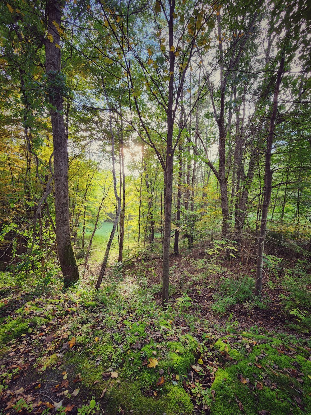 a forest filled with lots of trees and green grass