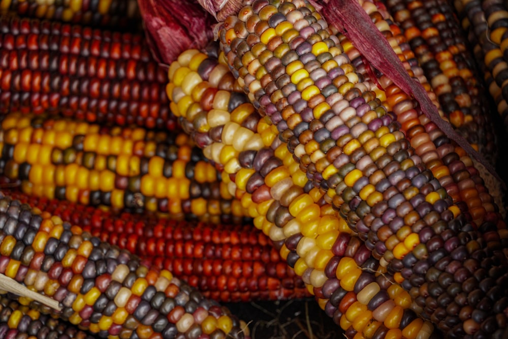 a close up of corn on the cob