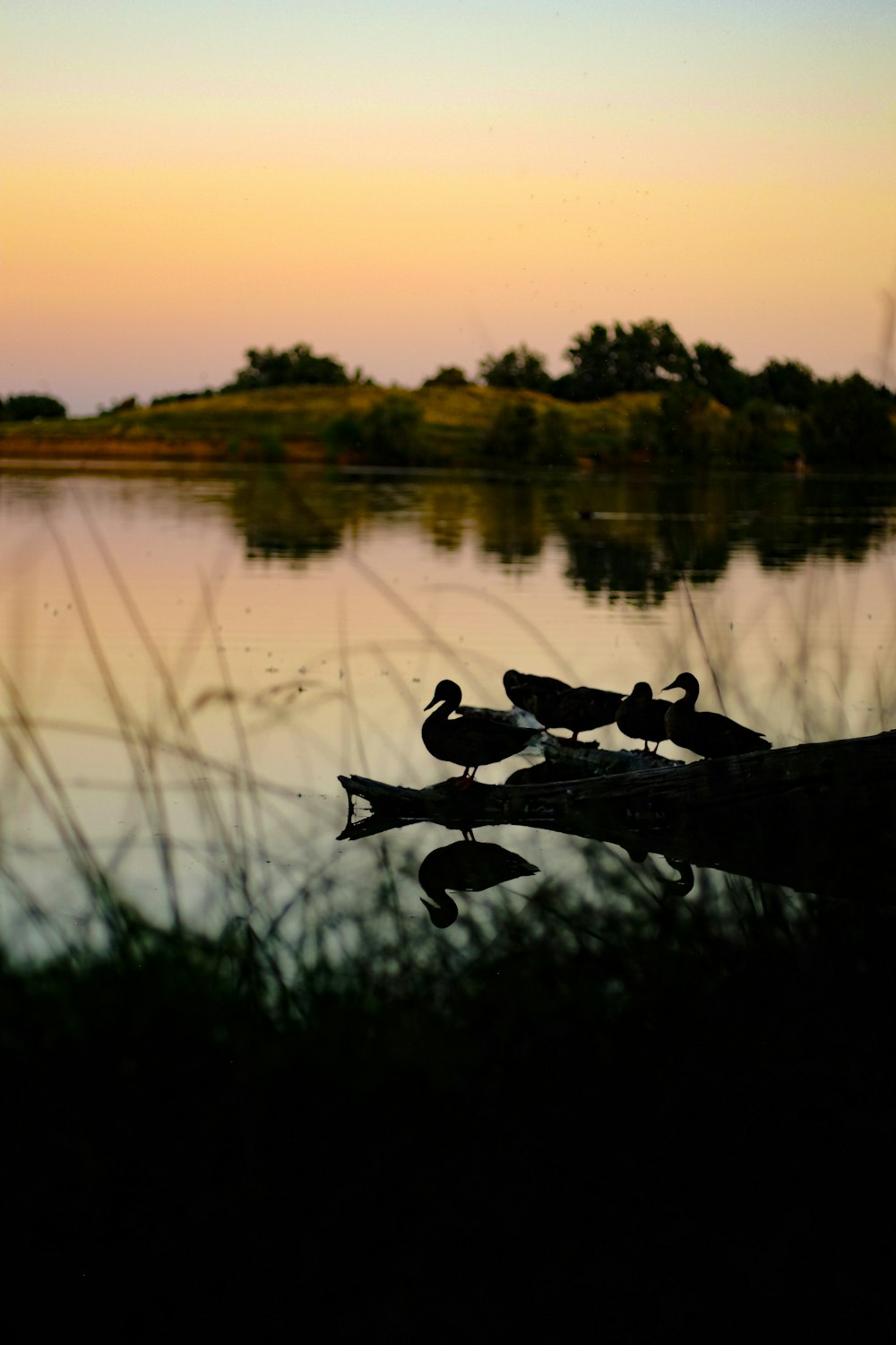 un couple d’oiseaux assis sur une bûche