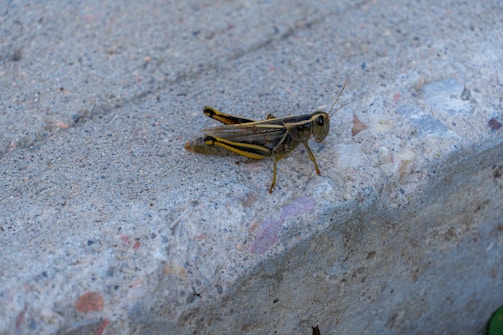 A grasshopper with green and black markings is perched on textured concrete.