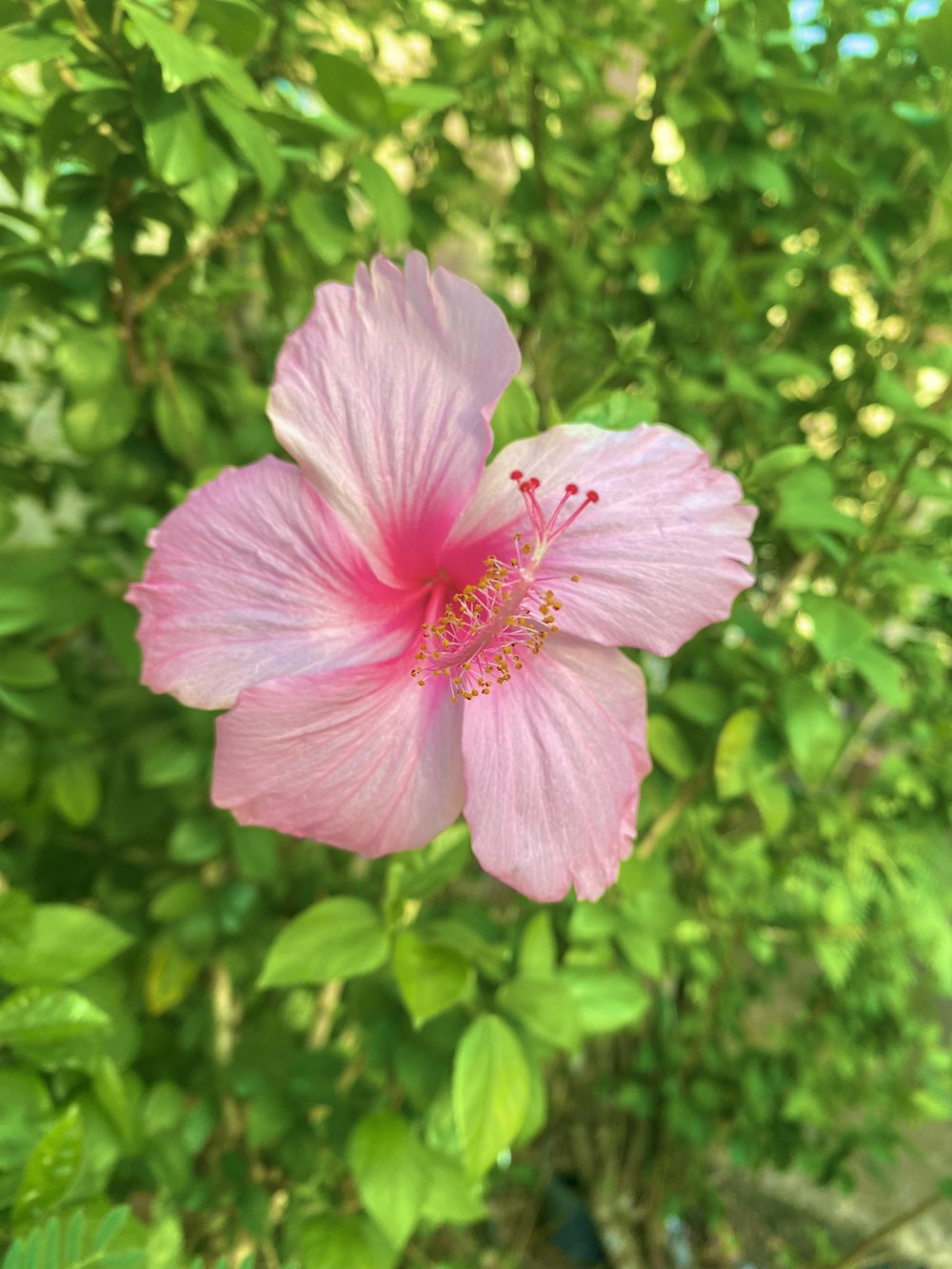 a pink flower is blooming in a garden