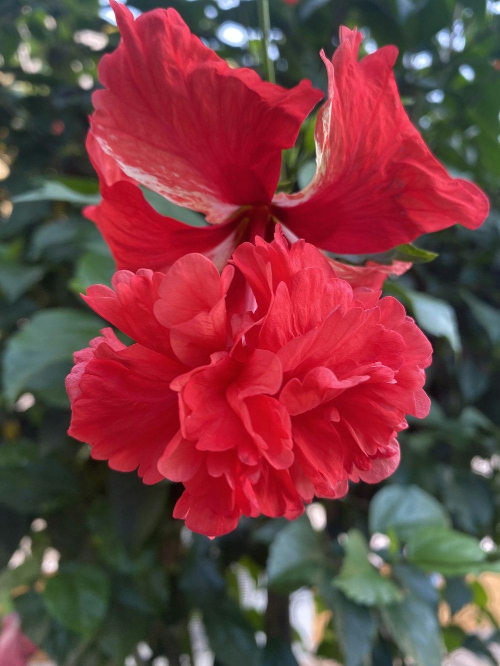 a close up of two red flowers on a tree