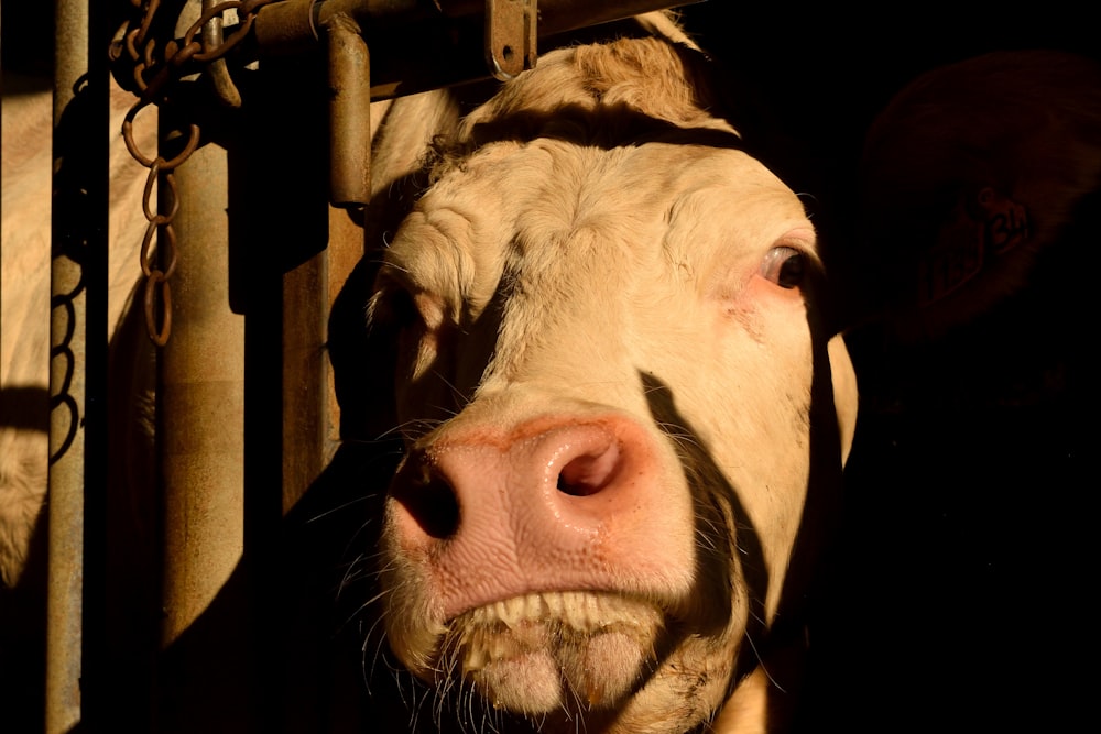 a close up of a cow behind a fence