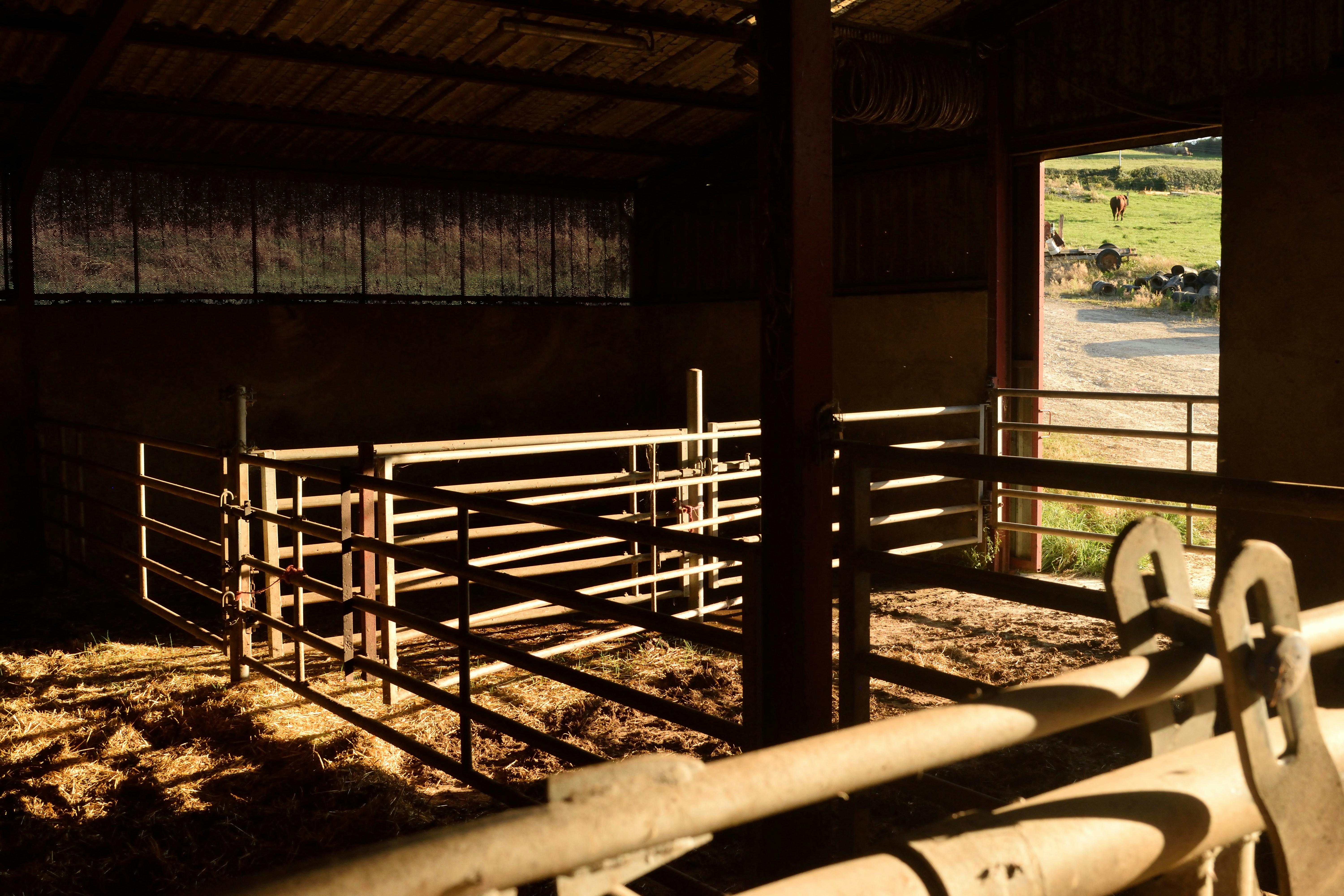 The barber Don Caffe