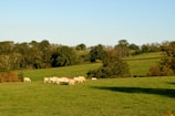 A vibrant organic farm with healthy animals grazing peacefully.