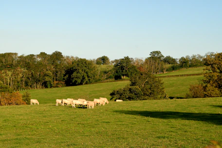 Lush green agricultural field with farm animals grazing peacefully.