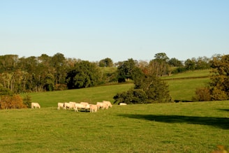 A vibrant green field with livestock grazing.