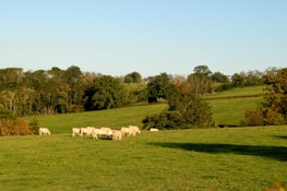 A regenerative livestock farm with healthy green pastures and grazing cattle.