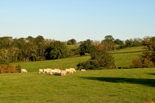 A peaceful pasture with cattle grazing, surrounded by rolling green fields.