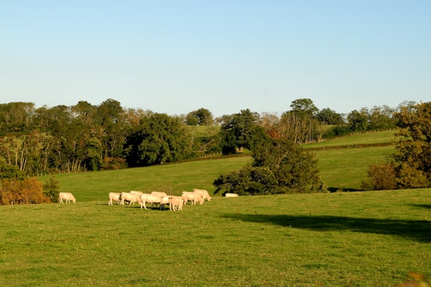 A vibrant green field with livestock grazing.