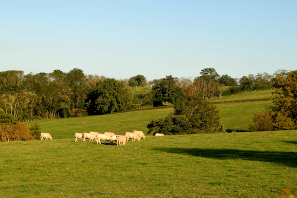 A smiling farmer using a smartphone in a green field with cows grazing nearby.