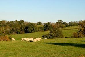 A vibrant organic farm with healthy animals grazing peacefully.