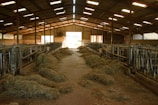 A rustic barn with feeding troughs and stacked hay bales for cattle.