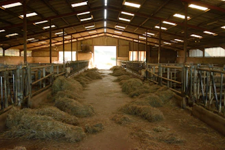 A spacious, modern barn with neatly arranged stalls and soft bedding inside.