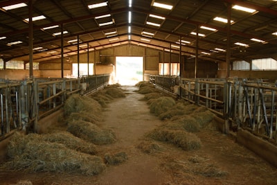 A spacious barn with a high, metal roof and open sides. Piles of hay are scattered along the concrete floor. Metal feeding stalls line both sides of the barn, and faint light filters through the structure, creating an earthy and rustic atmosphere.