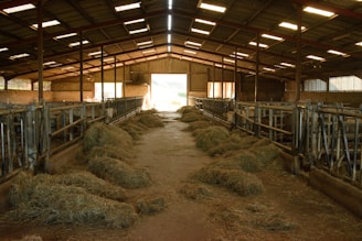 A spacious barn with a high, metal roof and open sides. Piles of hay are scattered along the concrete floor. Metal feeding stalls line both sides of the barn, and faint light filters through the structure, creating an earthy and rustic atmosphere.