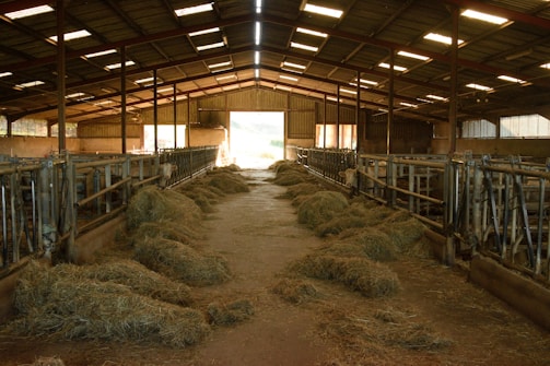 A rustic barn with feeding troughs and stacked hay bales for cattle.