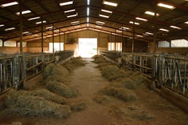A spacious barn with a high, metal roof and open sides. Piles of hay are scattered along the concrete floor. Metal feeding stalls line both sides of the barn, and faint light filters through the structure, creating an earthy and rustic atmosphere.