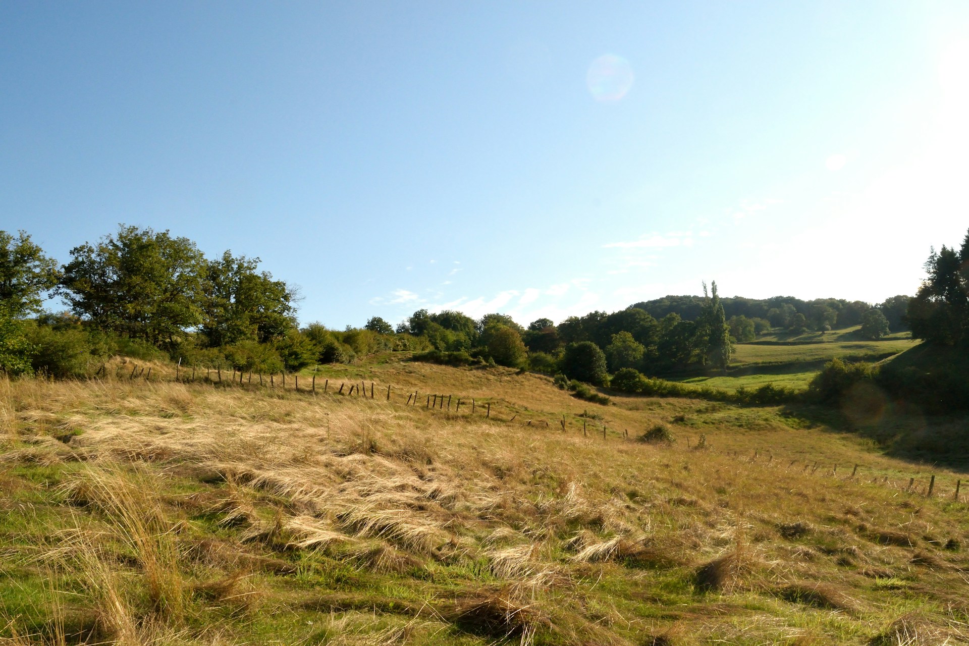 a grassy field with a fence and trees in the background